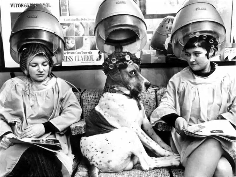 Black And White Vintage Europe Beauty Salon Poster Prints Funny Dog With Curlers At The Hairdresser Canvas Painting Wall Art - Image 6
