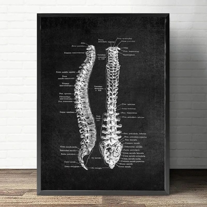 Anatomy Art White and Black Medical Canvas Painting Flower Organ Cardio Lung Poster Printing Education Hospital Home Decor - Image 12